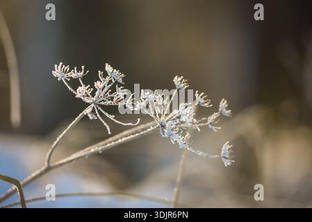 Zarte Wildpflanze bedeckt mit Frostkristallen in weichem Winterlicht. Nahaufnahme gefrorener Stiele und winziger Blumenköpfe, die mit Eis gegen A glitzern Stockfoto
