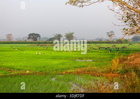 Vögel über Reisfeldern in Thailand. Ländliche Landschaft von Nordthailand. Stockfoto