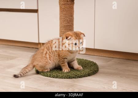 Ein kleines rotes Tabby Scottish Fold Kätzchen mit gefalteten Ohren, die wegschauen, während sie auf dem grünen Teppichboden eines Katzenbaums sitzen. Stockfoto