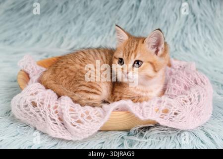 Ein wunderschönes britisches Kurzhaar-Kätzchen in einer Holzschale, die mit einem weichen rosafarbenen Strickschal auf blauem Pelzhintergrund gefüttert ist. Stockfoto