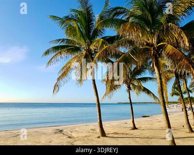 Malerischer Palmenstrand in Akumal entlang der mexikanischen Karibik mit ruhigem türkisfarbenem Wasser, Sandstrand und hohen Kokospalmen. Stockfoto