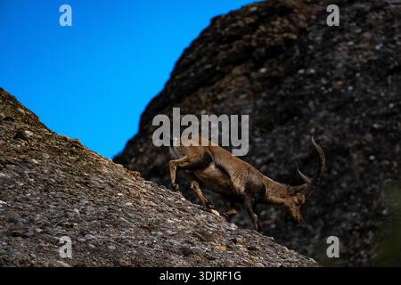 Steinbock Montserrat, Katalonien, Spanien Stockfoto