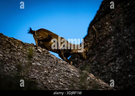 Steinbock Montserrat, Katalonien, Spanien Stockfoto