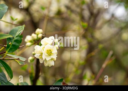 Nahaufnahme der weißen blühenden Quittenblüten, Chaenomeles speciosa Nivalis, die auf Ästen im Frühfrühlinggarten mit weichem natürlichem Hintergrund blühen. Stockfoto