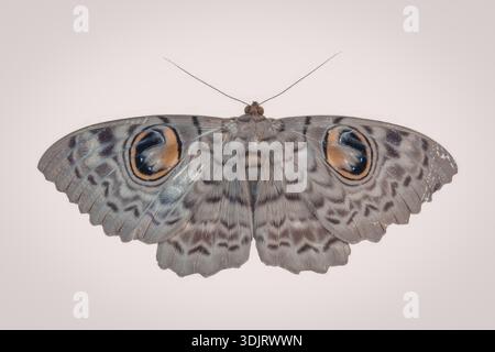 Ein Nahbild eines großen Schmetterlings mit komplizierten Mustern auf seinen Flügeln, mit auffälligen augenähnlichen Markierungen. Der Schmetterling wird mit seinem angezeigt Stockfoto