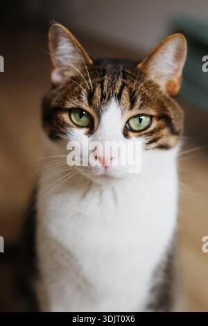 Schönes Katzengesicht mit grünen Augen und rosa Nase. Gemütliches Haustier-Porträt, Tierpflege und Begleitkonzept. Stockfoto