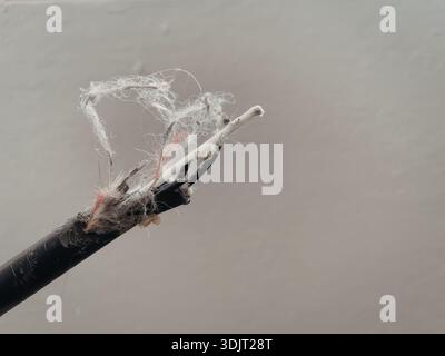 Die Abbildung zeigt eine Nahaufnahme eines beschädigten elektrischen Kabels mit freiliegenden Drähten und abgetrennter Isolierung, wodurch die internen Kupferdrähte freigelegt werden. Stockfoto