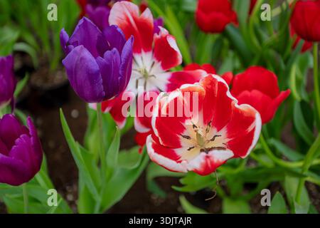 Nahaufnahme von roten Tulpen mit weißen Kanten und violetten Tulpen, die florale Vielfalt, Eleganz und Gartenfrische im Frühling einfangen. Stockfoto