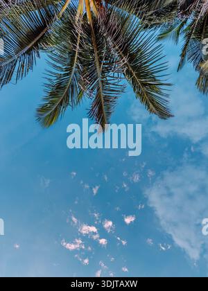 Blick nach oben auf tropische Palmen vor einem hellblauen Himmel in Tulum, Mexiko. Stockfoto