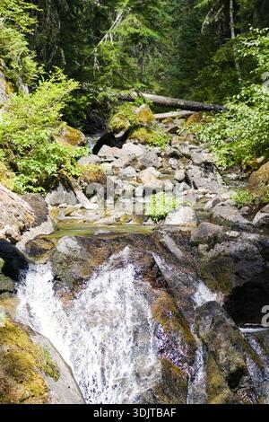 Kleiner Wasserfall, der in einen klaren, von Moos gesäumten Pool im Mount Rainier National Park mündet, umgeben von felsigem Waldgelände und üppigem Sommergrün. Stockfoto