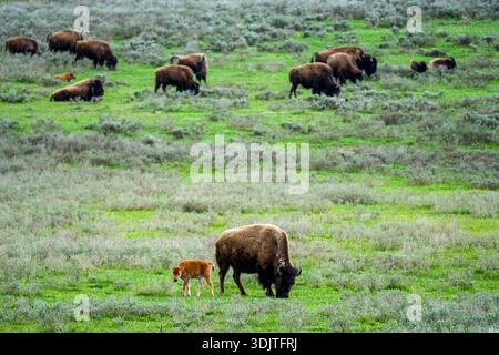 Nordamerikanische Bison und junge Kälber, die im Hayden Valley, Yellowstone Park, Wyoming, USA weiden. Stockfoto