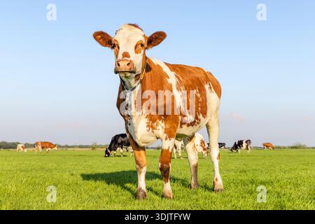 Freche Kuh, die in voller Länge in der Vorderansicht und im Kopierraum steht, glückliche Kühe im Hintergrund, grünes Gras auf einem Feld und ein blauer Himmel. Stockfoto
