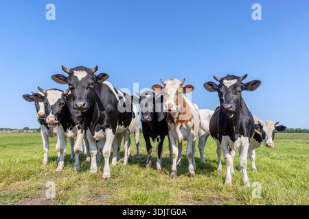 Herdenkühe Seite an Seite versammeln sich auf einem Feld, glücklich und fröhlich und mit blauem Himmel Stockfoto