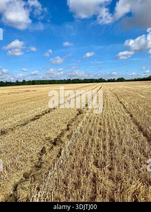 Der Traktor läuft durch das geerntete Weizenfeld unter blauem Himmel Stockfoto