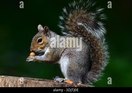 Erwachsenes, graues Eichhörnchen auf Baumstumpf, das eine Eichel isst Stockfoto
