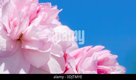 Rosafarbene Kirschblüte, Sakura-Blütenzweig Stockfoto