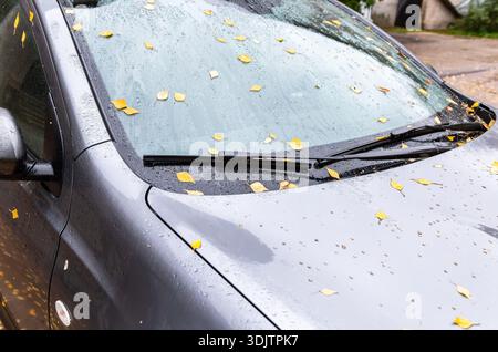 Gelbes gefallenes Birkenblatt auf einer nassen Windschutzscheibe an einem regnerischen Herbsttag Stockfoto