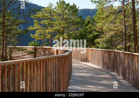 Achtsamer Explorationsfluss mit sanft geschwungener Holzpromenade, die durch dichten Kiefernwald, sanftem Tageslicht und natürlichem Rhythmus, der digitale Signale unterstützt, erhöht wird Stockfoto