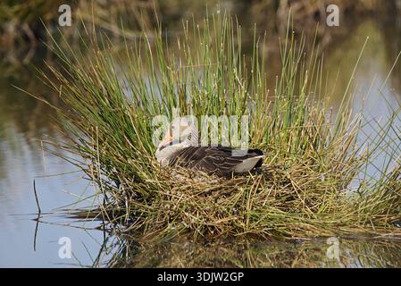 Graugans (Anser anser) auf dem Nest brütend, Nordrhein-Westfalen, Deutschland Stockfoto