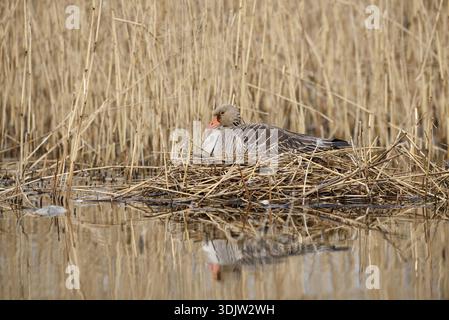 Graugans (Anser anser) brütend auf dem Nest im Schilf, Nordrhein-Westfalen, Deutschland Stockfoto