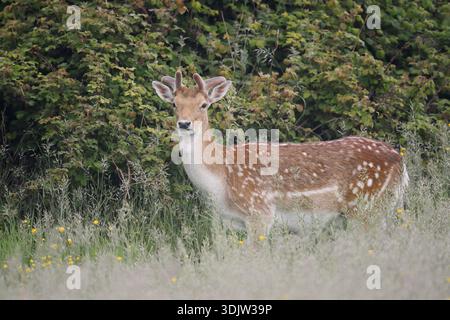Damhirsch (Dama dama), Damhirsch mit Samtgeweih im Frühjahr, Zeeland, Niederlande Stockfoto