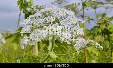 Herakleum blüht auf einem Sommerfeld, zeigt schädliche invasive Pflanzenarten Stockfoto