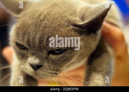Nahaufnahme einer grumpy Grey Cat, die festgehalten wird Stockfoto