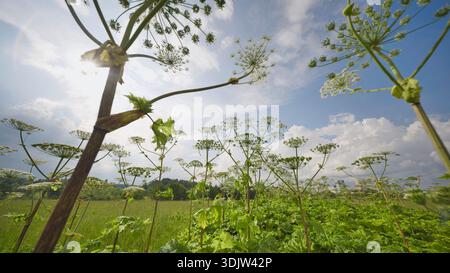Invasive Hogweed-Pflanzen, die in einem Sommerfeld mit hellem Himmel und Sonnenlinsen gedeihen Stockfoto