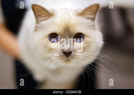 Faszinierende Blauäugige Katze Starrt Intensiv Stockfoto