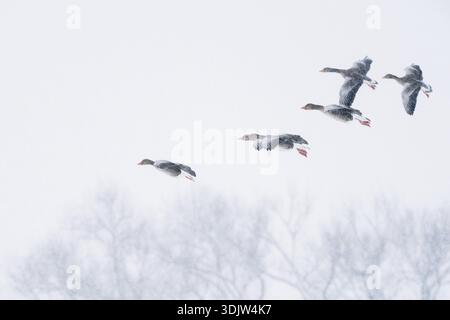 Eine Gruppe von Graugänsen (Anser anser), die durch einen verschneiten Himmel in Hessen fliegen Stockfoto