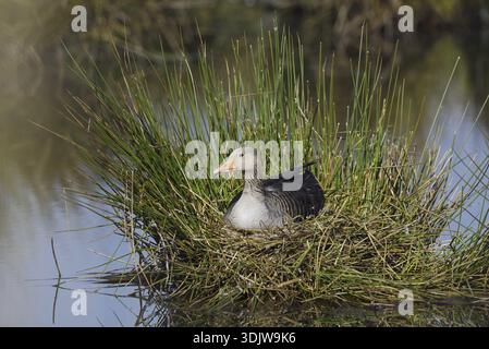 Graugans (Anser anser) auf dem Nest brütend, Nordrhein-Westfalen, Deutschland Stockfoto