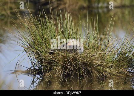 Graugans (Anser anser) auf dem Nest brütend, Nordrhein-Westfalen, Deutschland Stockfoto