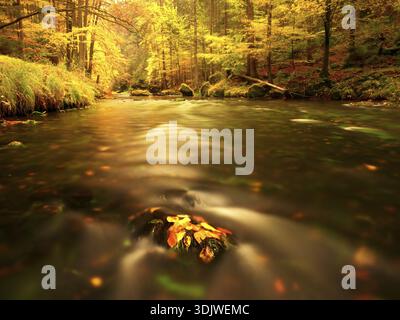 Herbstlicher Gebirgsfluss mit verschwommenen Wellen, moosigen Steinen und Felsbrocken am Ufer, bedeckt mit bunten Blättern von Ahornen, Buchen oder Espens Stockfoto