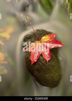 Gefallenes Ahornblatt. Verfaultes, gelb-orange gepunktetes Ahornblatt in kaltem Wasser des Gebirgsstroms. Farbenfrohes Herbstsymbol Stockfoto