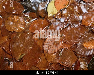 Herbstfarben. Detail des Kies am Bergfluss bedeckt mit bunten Herbstblättern. Lebhafte bunte Blätter und arme moosige Steine am Flussufer Stockfoto