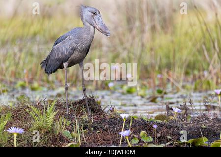 Der afrikanische Balaeniceps (Balaeniceps rex) ist ein großer afrikanischer Vogel aus der Reihenfolge der Felsen, der vor allem wegen seines auffällig geformten Schnabels bekannt ist. Stockfoto