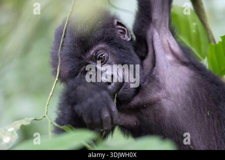 Gorilla - Tierporträt aus der Nähe. Berggorilla, Biwindi Park in Uganda. Junge Affenbabe. Tierwelt aus der Natur. Afrika. Säugetier in gre Stockfoto
