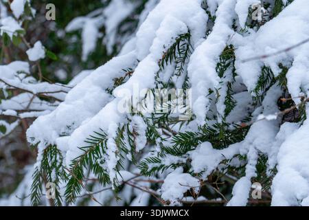 Nahaufnahme immergrüner Nadelzweige, bedeckt mit schwerem weißem Schnee. Stockfoto
