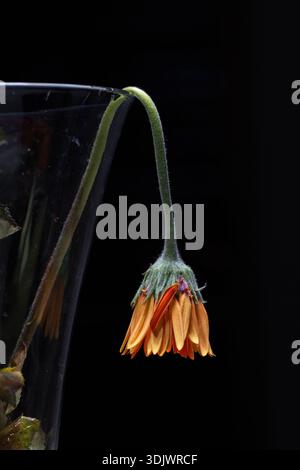 Extremes Makro der Unterseite einer leuchtenden Orangenblüte. Fuzzy-grüne Sepalen ziehen sich über zarte Blütenblätter in einem rhythmischen, strukturierten natürlichen Muster. Stockfoto