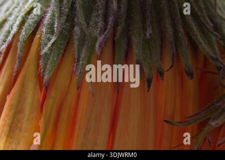 Extremes Makro der Unterseite einer leuchtenden Orangenblüte. Fuzzy-grüne Sepalen ziehen sich über zarte Blütenblätter in einem rhythmischen, strukturierten natürlichen Muster. Stockfoto