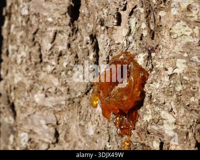 Bernsteinfarbenes Harz oder Kaugummi, das aus der Rinde eines Baumes austritt, in einem Prozess, der als Gummose bezeichnet wird. Stockfoto