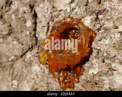 Bernsteinfarbenes Harz oder Kaugummi, das aus der Rinde eines Baumes austritt, in einem Prozess, der als Gummose bezeichnet wird. Stockfoto