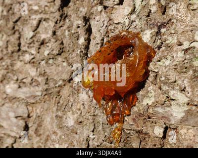 Bernsteinfarbenes Harz oder Kaugummi, das aus der Rinde eines Baumes austritt, in einem Prozess, der als Gummose bezeichnet wird. Stockfoto