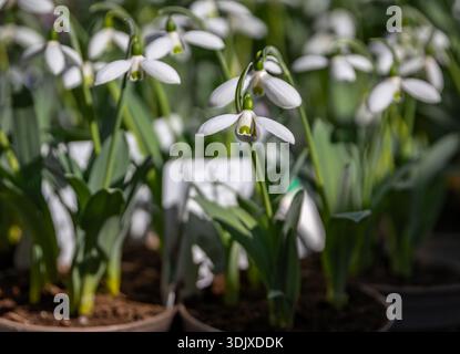 Bunter blühender Mohn in einem Blecheimer, Frühlingsblumen zum Verkauf an einem Blumenstand auf dem Old Town Farmers Market, Bern, Schweiz Stockfoto