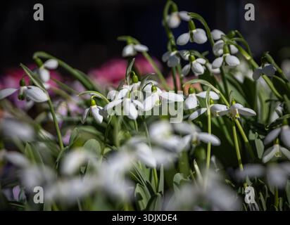 Bunter blühender Mohn in einem Blecheimer, Frühlingsblumen zum Verkauf an einem Blumenstand auf dem Old Town Farmers Market, Bern, Schweiz Stockfoto