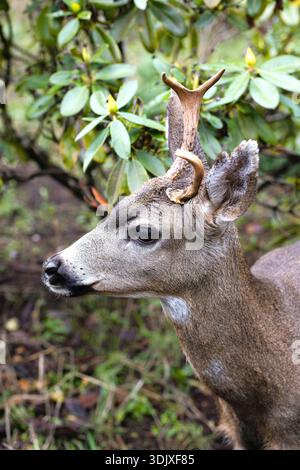 Ein Schwarzschwanzhirsch auf einem Feld in Eugene, Oregon, im Winter. Stockfoto