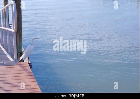 Ruhige Dockszene mit Vögeln am Holzpier in der Nähe von Calm Water bei Sonnenuntergang St. Petersburg, FL mit Blick auf die Boca Ciega Bay. Ein hoch sitzender Ufervogel und ein Witz Stockfoto