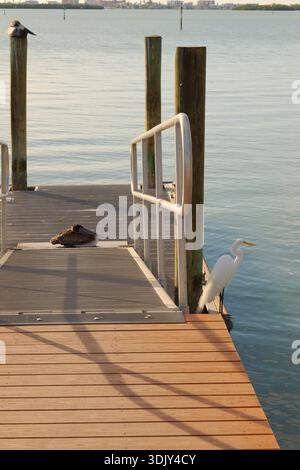 Ruhige Dockszene mit Vögeln am Holzpier in der Nähe von Calm Water bei Sonnenuntergang St. Petersburg, FL mit Blick auf die Boca Ciega Bay. Ein hoch sitzender Ufervogel und ein Witz Stockfoto