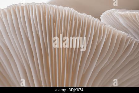 Kiemen auf der Unterseite eines Austernpilzes oder eines Pleurotus ostreatus-Pilzes, fotografiert in Texas. Stockfoto