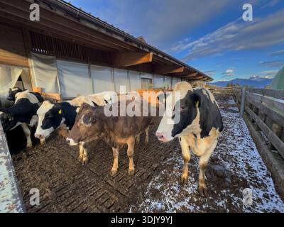 Italienische Milchkühe auf einem Bauernhof in den Dolomiten - Südtirol, Italien Stockfoto